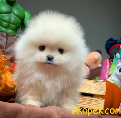 T-Cup Boy Muhteşem Pomeranian Boo Yavruları 1