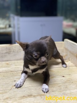 T Cup Erkek Chihuabua Köpeğimiz 1,5 Kg 2