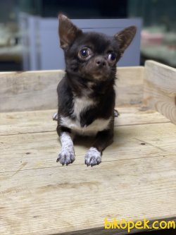 T Cup Erkek Chihuabua Köpeğimiz 1,5 Kg 1