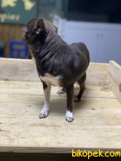 T Cup Erkek Chihuabua Köpeğimiz 1,5 Kg 3
