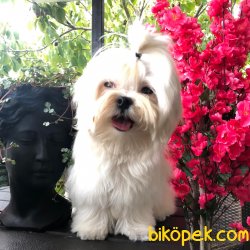 T Cup Maltese Terrier Barbie Orjinal Kore Kan 1