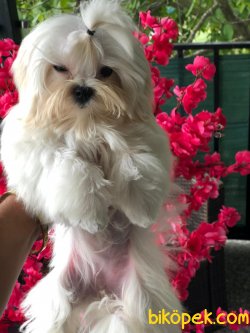 T Cup Maltese Terrier Barbie Orjinal Kore Kan 3