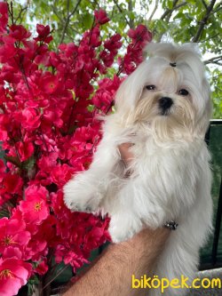 T Cup Maltese Terrier Barbie Orjinal Kore Kan 2