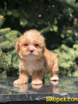 T Cup Maltipoo Yavrumuz 3