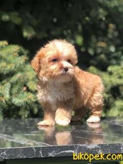 T Cup Maltipoo Yavrumuz 2