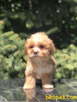 T Cup Maltipoo Yavrumuz 1