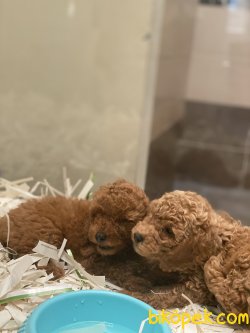 T Cup Özel Renk Poodle Köpeğimiz 2
