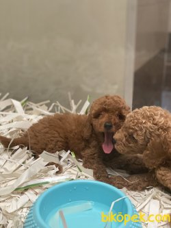 T Cup Özel Renk Poodle Köpeğimiz 4