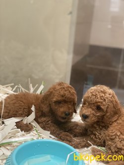T Cup Özel Renk Poodle Köpeğimiz 3