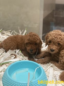 T Cup Özel Renk Poodle Köpeğimiz 1