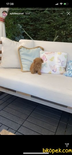 T Cup Red Pasaportlu Chipli Poodle 4