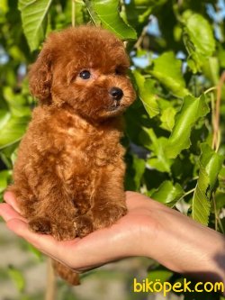 T-cup Red Poodle Baby Face 3