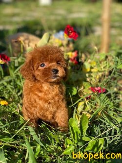 T-cup Red Poodle Baby Face 4