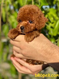 T-cup Red Poodle Baby Face 2