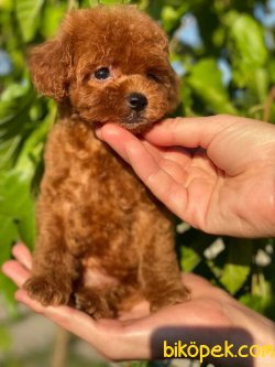 T-cup Red Poodle Baby Face 1