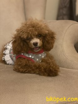 T Cup Red  Poodle Kızımız Baby  1200 Gr 4