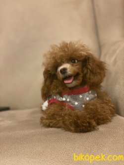 T Cup Red  Poodle Kızımız Baby  1200 Gr 2
