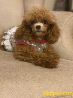 T Cup Red  Poodle Kızımız Baby  1200 Gr 3