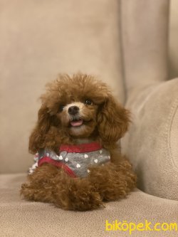 T Cup Red  Poodle Kızımız Baby  1200 Gr 1