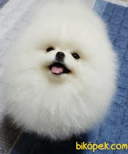 T Cup Secereli Gerçek Boo Pomeranian Beyaz Kızımız 1