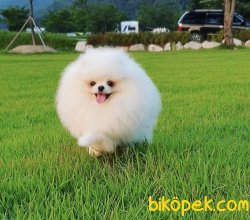 T Cup Secereli Gerçek Boo Pomeranian Beyaz Kızımız 3