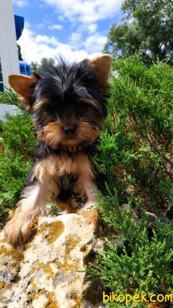 T Cup Tuvalet Eğitimli Yorkshire Terrier Yavrularımız 2