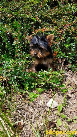 T Cup Tuvalet Eğitimli Yorkshire Terrier Yavrularımız 4
