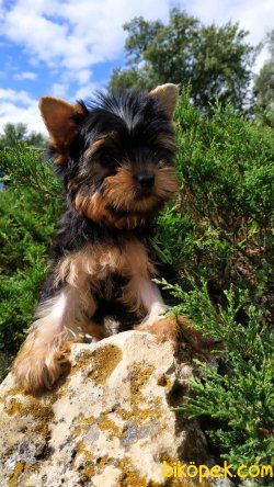 T Cup Tuvalet Eğitimli Yorkshire Terrier Yavrularımız 1