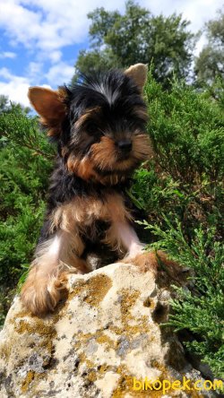 T Cup Tuvalet Eğitimli Yorkshire Terrier Yavrularımız 3
