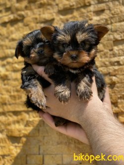 T-cup Yorkshire Terrier Bebeklerimiz 1