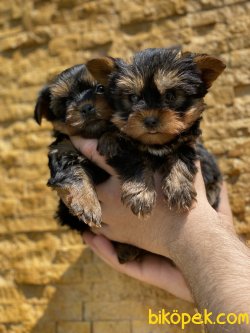 T-cup Yorkshire Terrier Bebeklerimiz 3