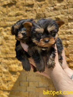 T-cup Yorkshire Terrier Bebeklerimiz 4