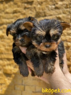 T-cup Yorkshire Terrier Bebeklerimiz 2