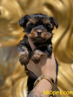 T-cup Yorkshire Terrier  Bebeklerimiz En Kaliteli Yavrular 1