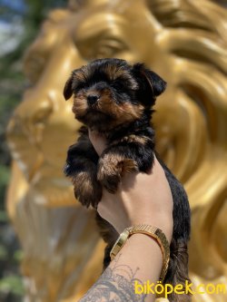 T-cup Yorkshire Terrier  Bebeklerimiz En Kaliteli Yavrular 4