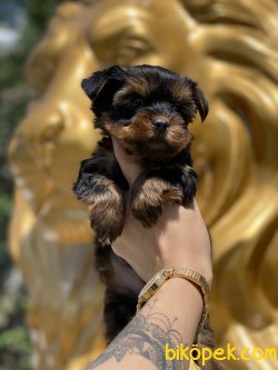 T-cup Yorkshire Terrier  Bebeklerimiz En Kaliteli Yavrular 2