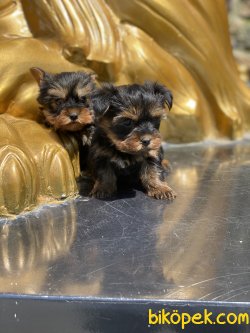 T-cup Yorkshire Terrier  Bebeklerimiz En Kaliteli Yavrular 3