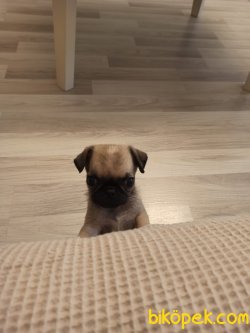 Tam 2 Aylık Pug Mops 4