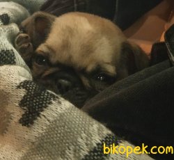 Tam 2 Aylık Pug Mops 1