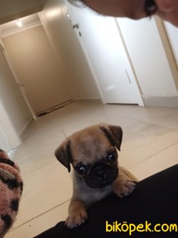 Tam 2 Aylık Pug Mops 2
