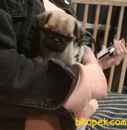 Tam 2 Aylık Pug Mops 3