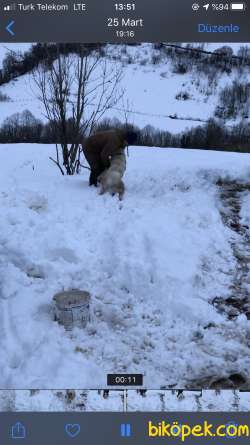 Tam Bir Bekçi Köpeği Bulut 2