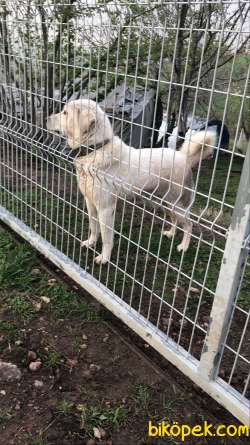 Tam Bir Bekçi Köpeği Bulut 1