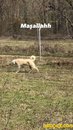Tam Bir Bekçi Köpeği Bulut 3