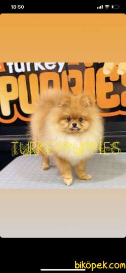 Tam Bir Teddybear Erkek 3