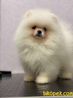 Tam Bir Teddybear Kızımız 1