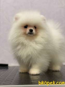 Tam Bir Teddybear Kızımız 3