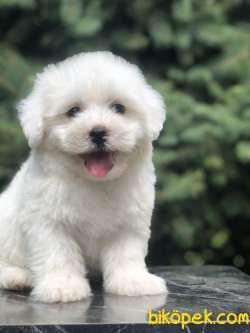 Tanıştırayım Kar Beyaz Maltıpoo Yavrumuz 3