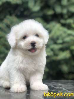 Tanıştırayım Kar Beyaz Maltıpoo Yavrumuz 2