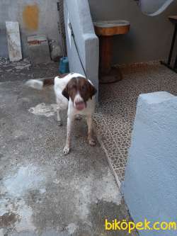 TARÇIN 1 YAŞINDA AV KÖPEĞİ DİR ASILARI BAKIMI YAPILMISTIR 3